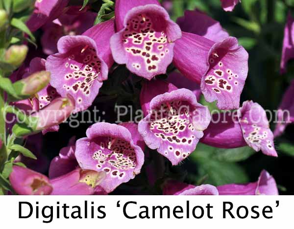 PGC-P-Digitalis-Camelot-Rose-02-Edit