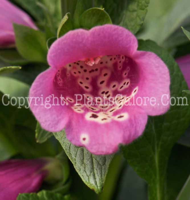 PGC-P-Digitalis-Camelot-Rose-04-2012-1