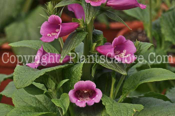 PGC-P-Digitalis-Camelot-Rose-04-2012-2