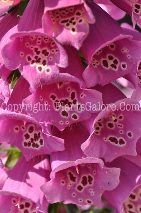 PGC-P-Digitalis-Camelot-Rose-08