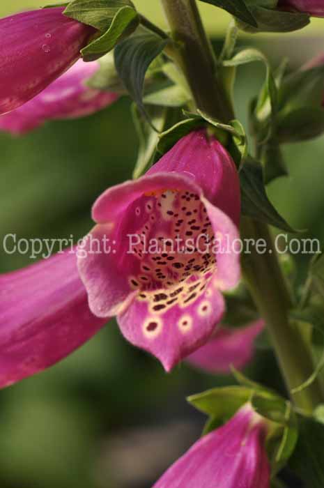 PGC-P-Digitalis-Camelot-Rose-10