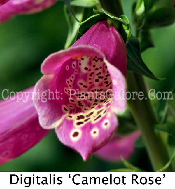 PGC-P-Digitalis-Camelot-Rose-10-Edit