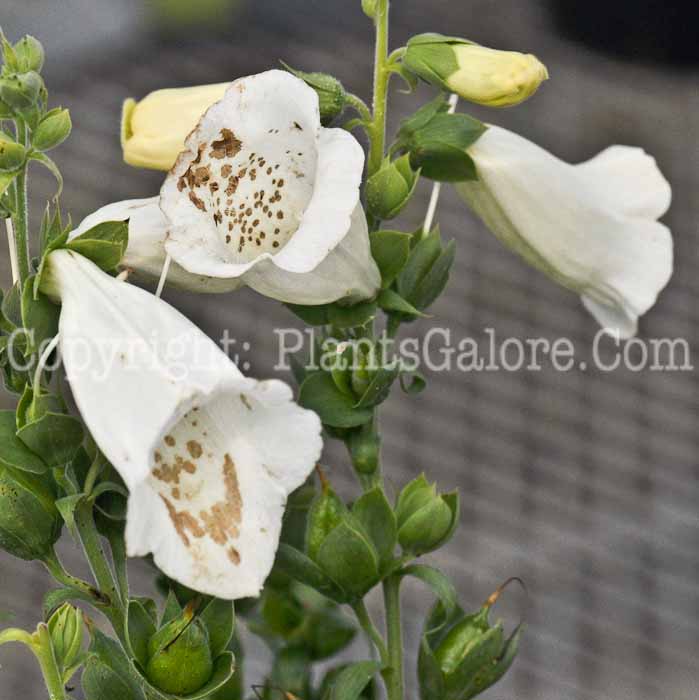 PGC-P-Digitalis-Camelot-White-01