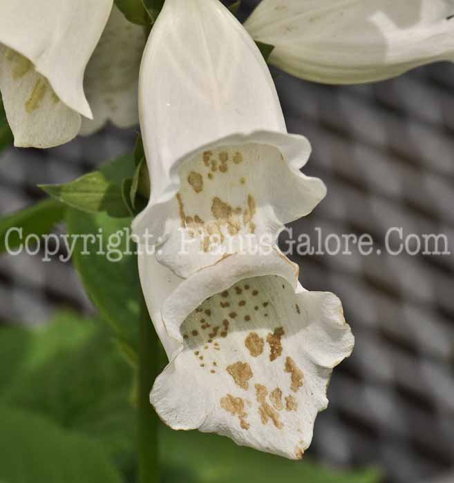 PGC-P-Digitalis-Camelot-White-03