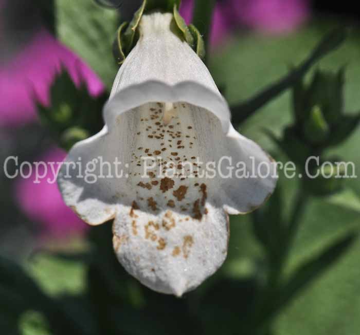 PGC-P-Digitalis-Camelot-White-2011-001