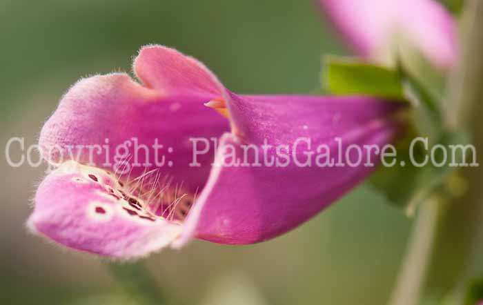 PGC-P-Digitalis-Dalmation-Purple-0514b-1