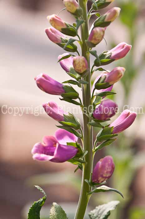 PGC-P-Digitalis-Dalmation-Purple-0514b-2