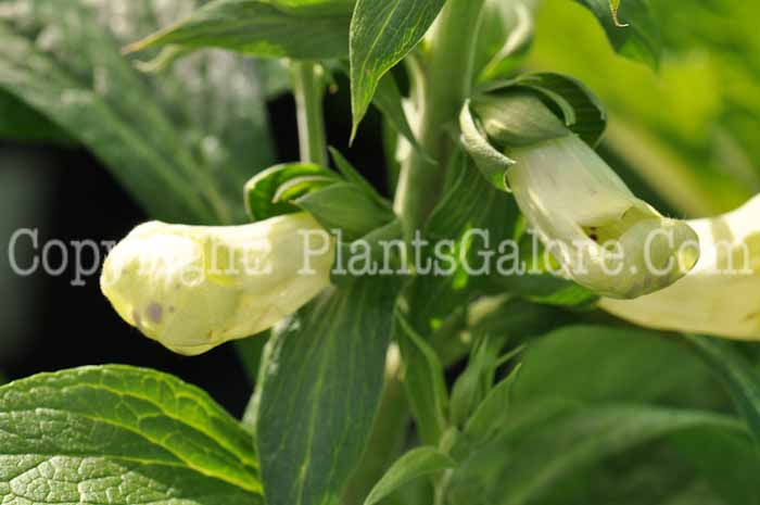 PGC-P-Digitalis-Dalmation-White-2010-02