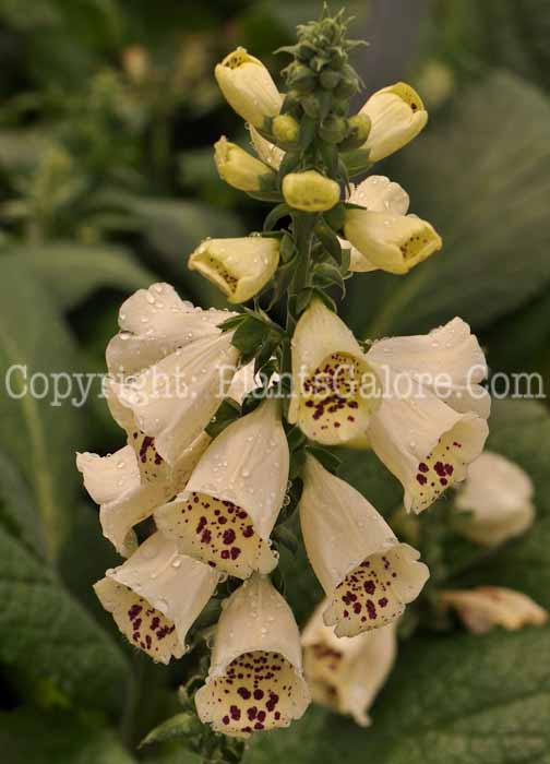 PGC-P-Digitalis-Foxy-2010-05