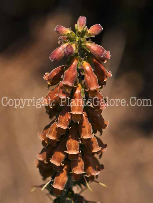 PGC-P-Digitalis-Milk-Chocolate-06-12-3