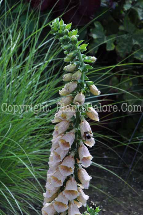 PGC-P-Digitalis-Polkadot-Polly-813-2