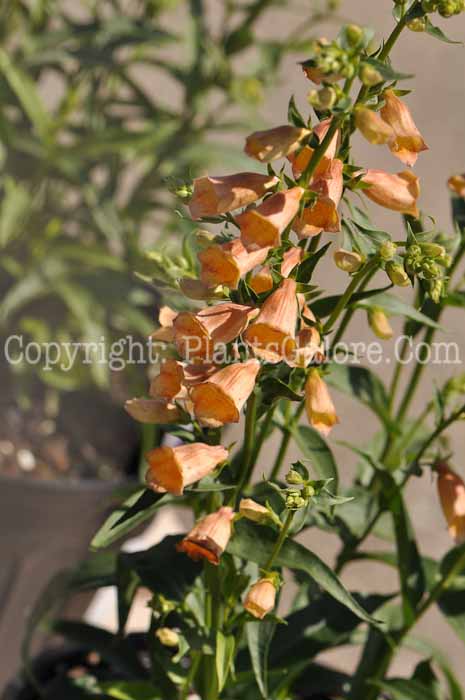 PGC-P-Digitalis-Waldigone-02