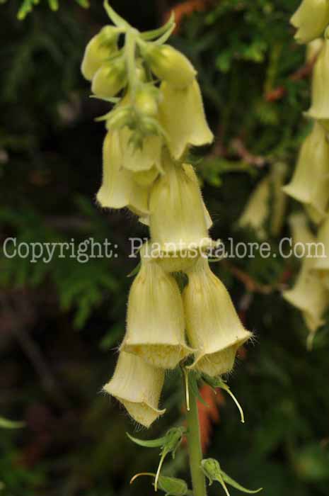 PGC-P-Digitalis-lutea-2010-02