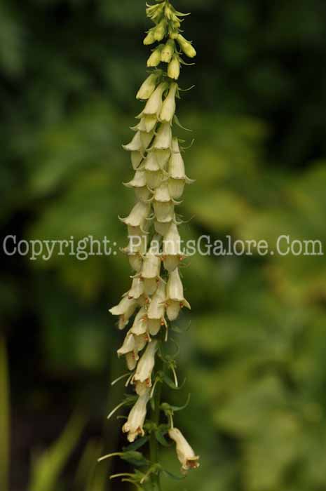 PGC-P-Digitalis-lutea-2010-03