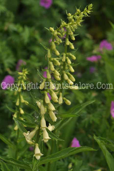 PGC-P-Digitalis-lutea-2011-Arrowhead-001