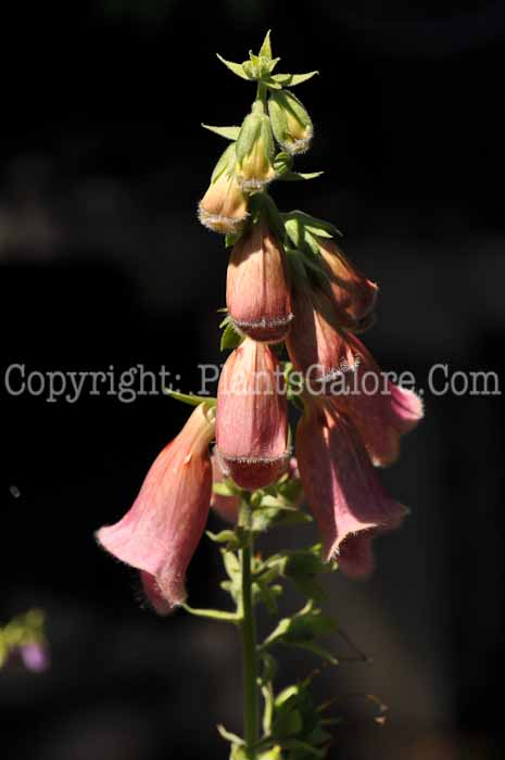 PGC-P-Digitalis-mertonensis-2010-01