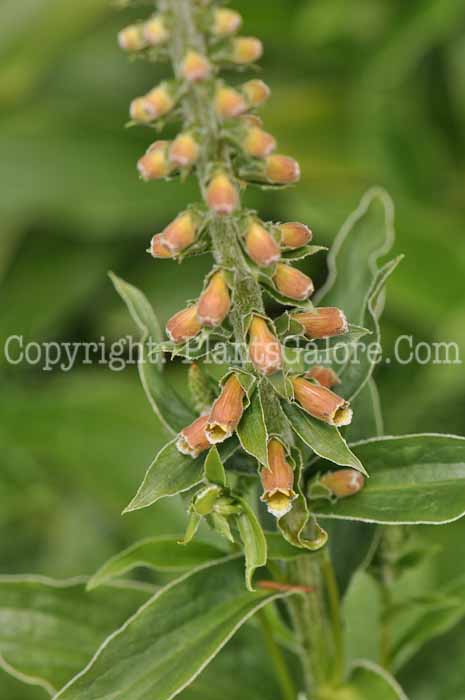 PGC-P-Digitalis-mertonensis-2010-02_1