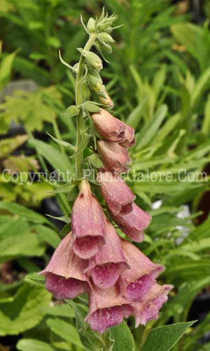 PGC-P-Digitalis-mertonensis-2010-06