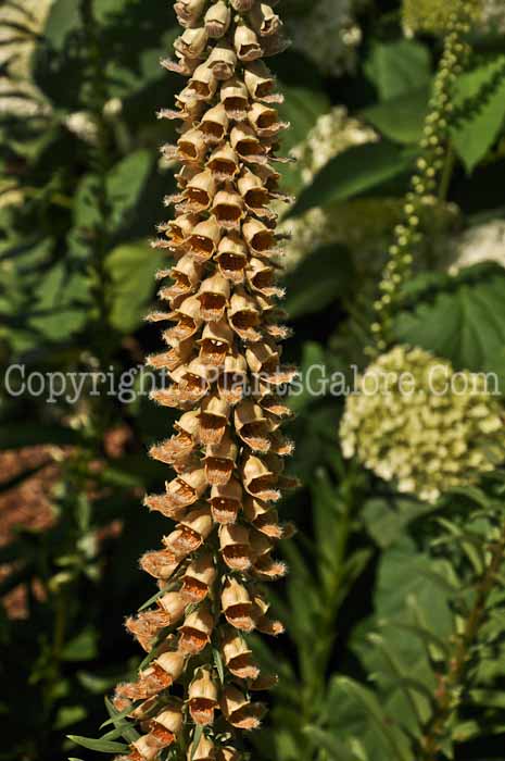 PGC-P-Digitalis-mertonensis-2012-3