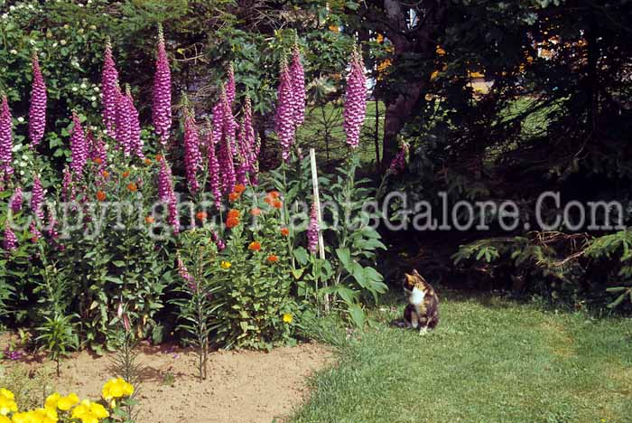 PGC-P-Digitalis-purpurea-AA0-05