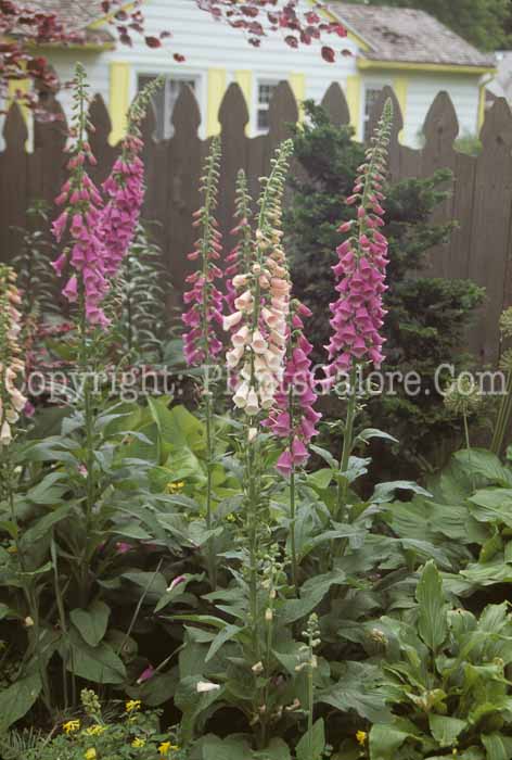 PGC-P-Digitalis-purpurea-AA3-10