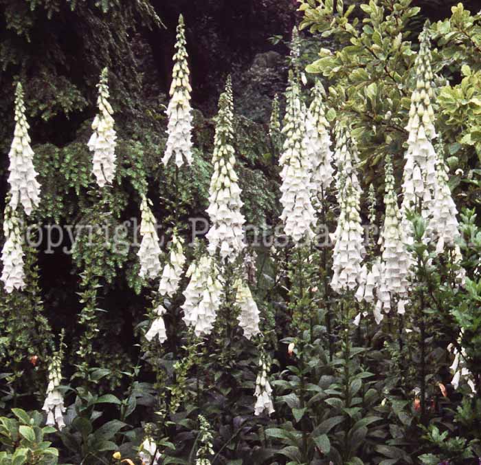 PGC-P-Digitalis-purpurea-Alba-AA3-08