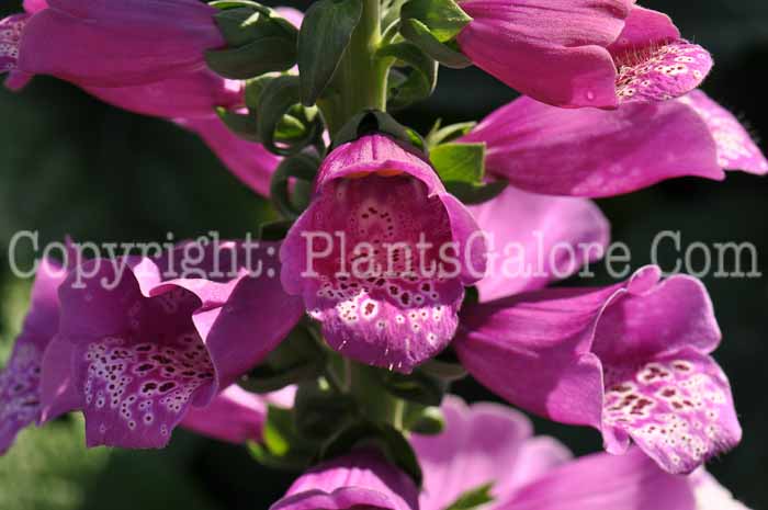 PGC-P-Digitalis-purpurea-Dalmatian-Purple-01