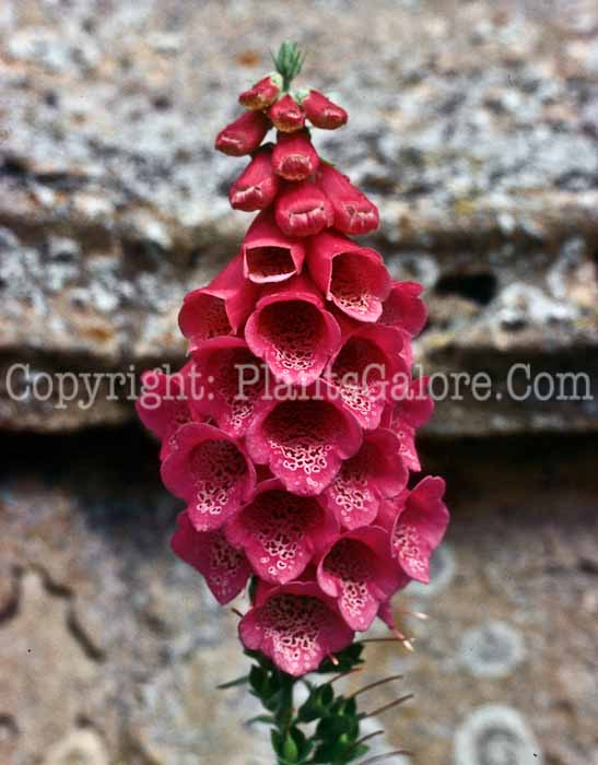 PGC-P-Digitalis-purpurea-Scotland-1982-1