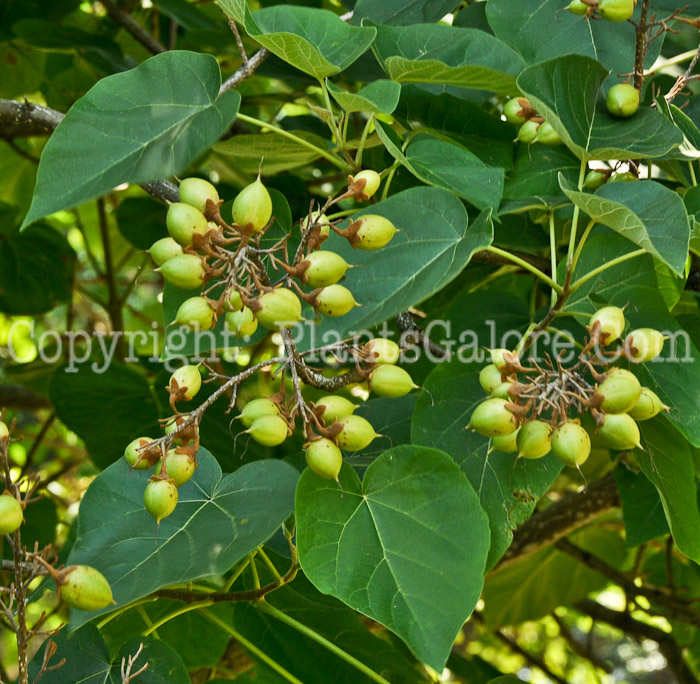 PGC-T-Diospyros-virginiana-aka-Persimmon-2