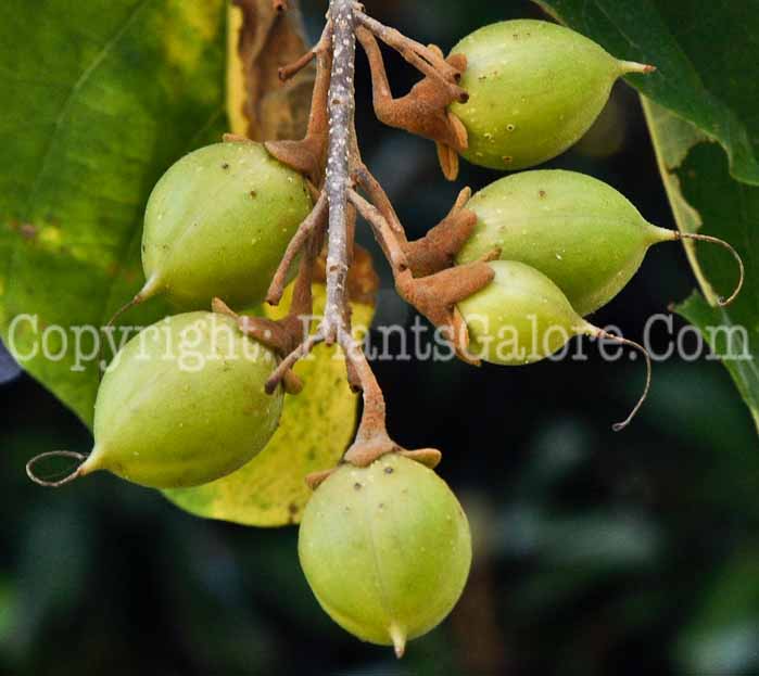 PGC-T-Diospyros-virginiana-aka-Persimmon-1