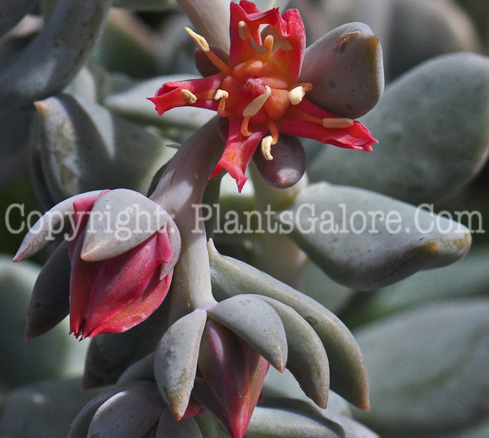 PGC-P-Echeveria-ruyoni-Topsy-Turvy-1