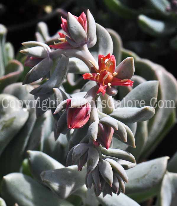 PGC-P-Echeveria-ruyoni-Topsy-Turvy-2