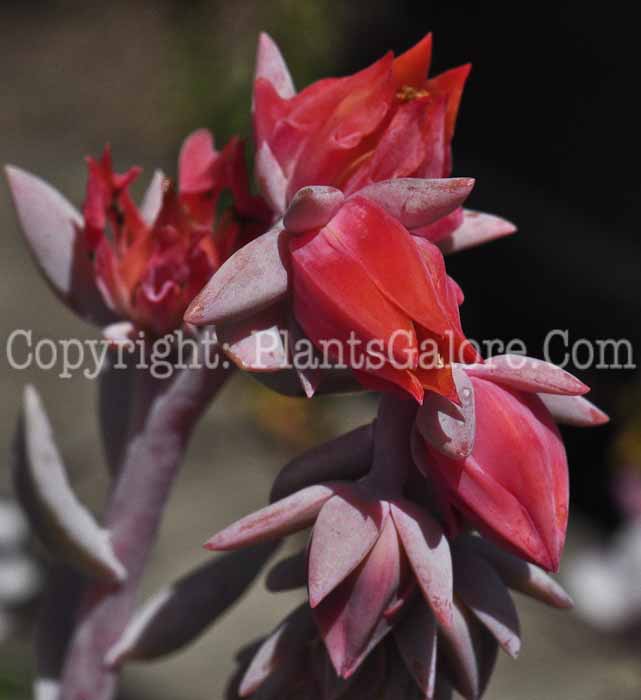 PGC-P-Echeveria-ruyoni-Topsy-Turvy-4