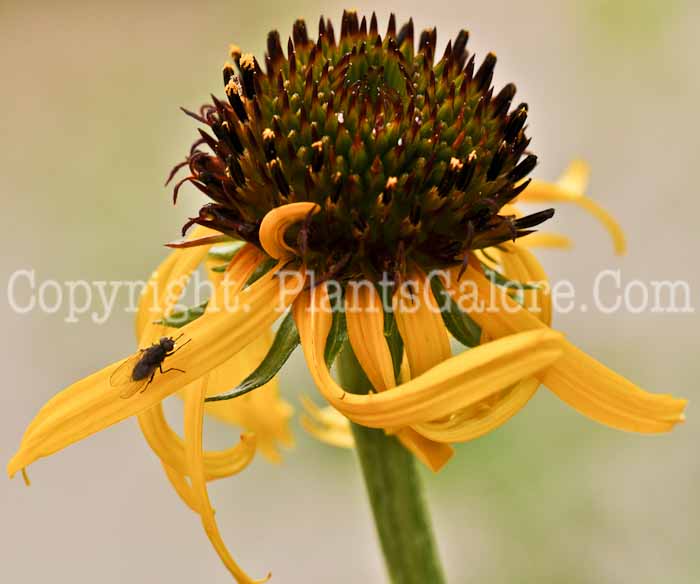 PGC-P-Echinacea-paradoxa-2010-002