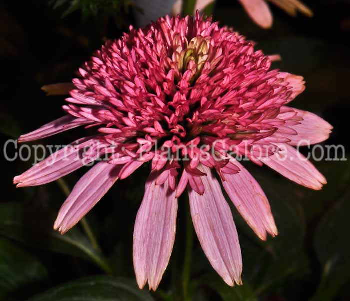 PGC-P-Echinacea-Buttery-Kisses-0413-2