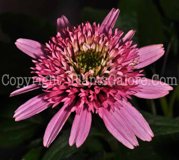 PGC-P-Echinacea-Buttery-Kisses-0413-5