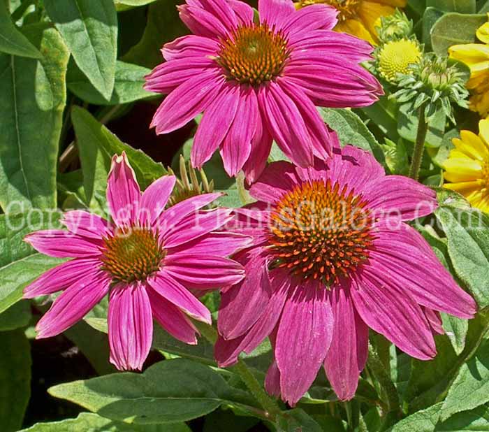 PGC-P-Echinacea-Deep-Rose-01