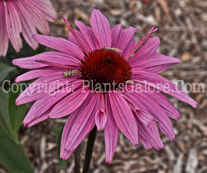 PGC-P-Echinacea-Deep-Rose-02