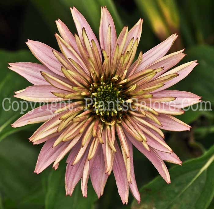 PGC-P-Echinacea-Doubledecker-01