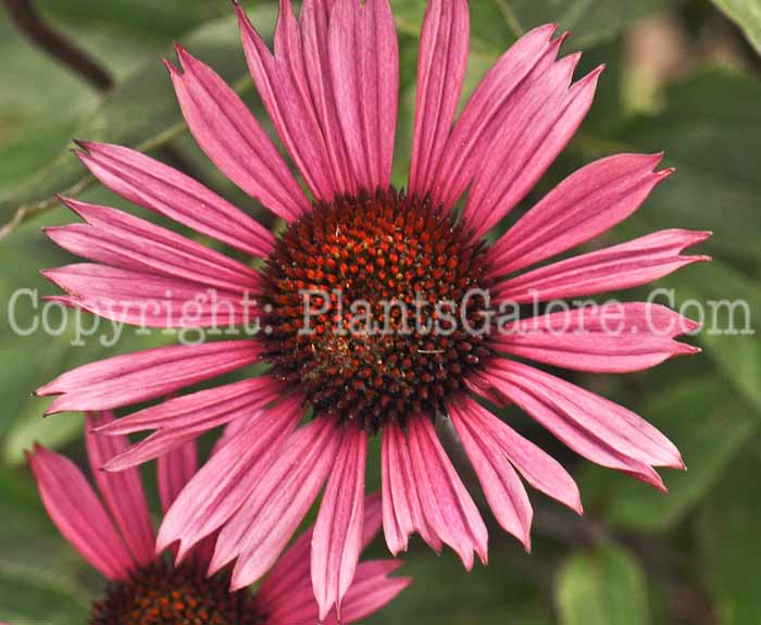 PGC-P-Echinacea-Fatal-Attraction-02