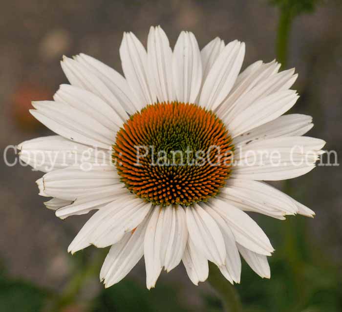 PGC-P-Echinacea-Fragrant-Angel-2010-03