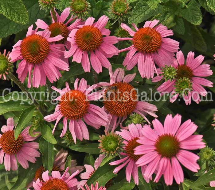 PGC-P-Echinacea-Little-Annie-2010-01