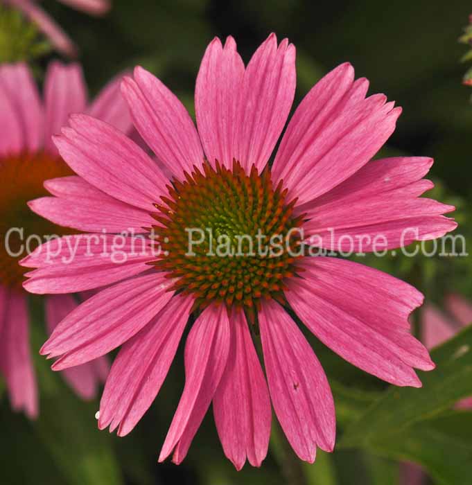 PGC-P-Echinacea-Little-Annie-2010-03