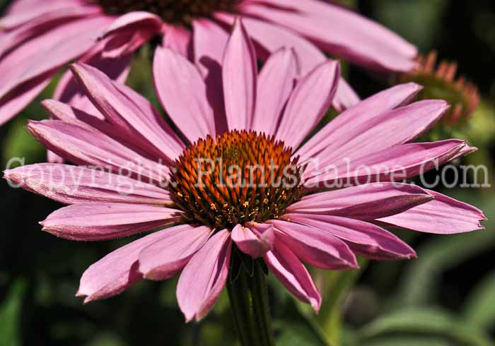 PGC-P-Echinacea-Magnus-Superior-04