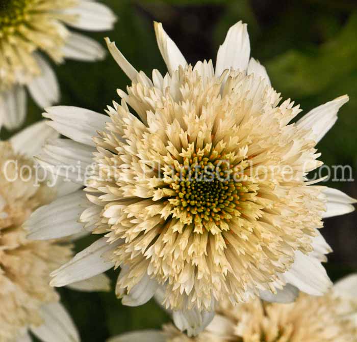 PGC-P-Echinacea-Meringue-02