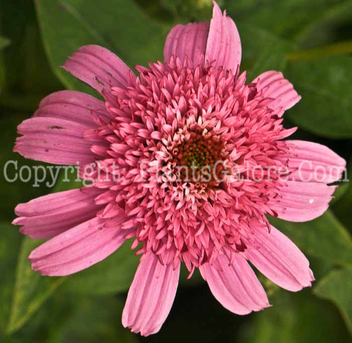 PGC-P-Echinacea-Pink-Double-Delight-03