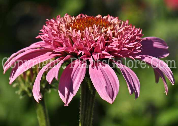 PGC-P-Echinacea-Pink-Double-Delight-04