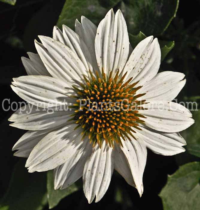 PGC-P-Echinacea-Pow-Wow-White-02