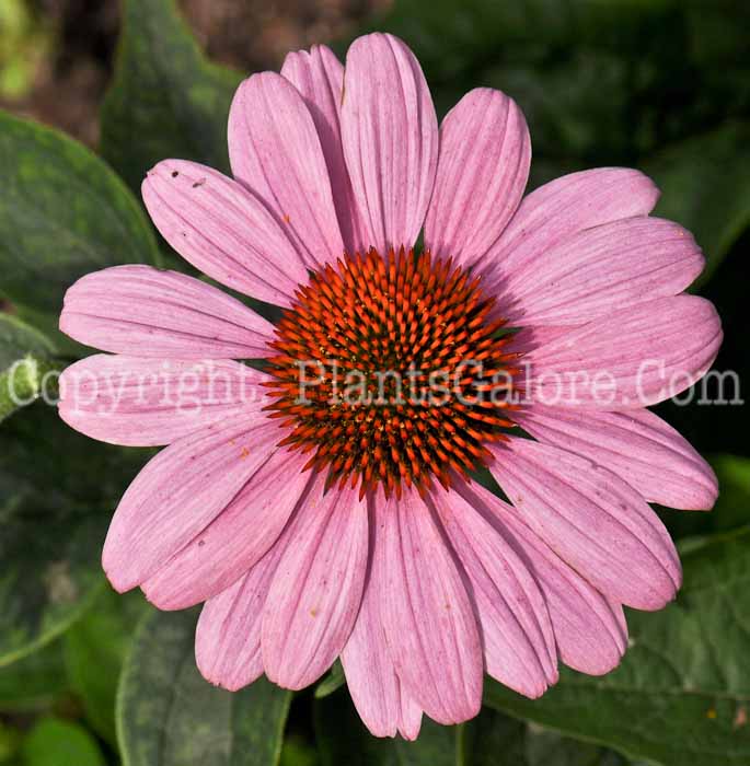 PGC-P-Echinacea-Prairie-Splendor-05