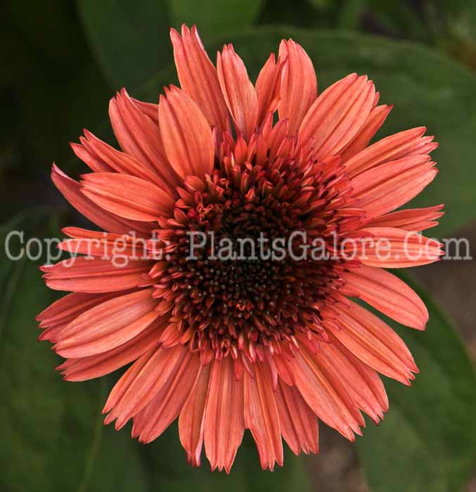 PGC-P-Echinacea-Raspberry-Truffle-2010-003